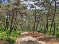 양구군 양지말 솔내음숲·DMZ 펀치볼숲, 대한민국 100대 명품숲 선정!