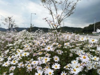 정읍시 산외면사무소 노인일자리 참여 어르신, 아름다운 꽃밭 만들어