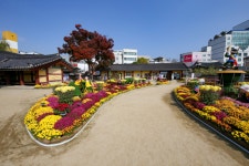 원주시, 제1회 강원감영 국화전시회 성료