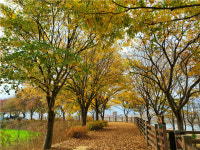 철원군, 가을 정취에 물들어가는 화강 느티나무 삼십리길