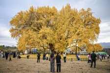 [포토]원주시, ‘반계리 은행나무 축제’ 열려