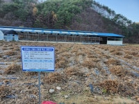 홍천군 ‘대왕 콩 재배단지’ 수확, 크기도 왕! 수확량도 왕!