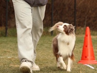 소노인터내셔널, 봄맞이 펫캉스 프로그램 ‘소노펫 탐구생활’ 운영
