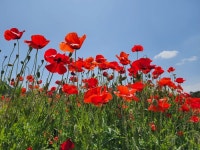 원주시, 17일 ‘제17회 용수골 꽃양귀비 축제’ 개막!