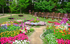 속초시, 꽃들로 가득 ‘설악산자생식물원’으로 초대합니다!