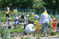 이병선 속초시장, 새싹농장 수확체험 참여