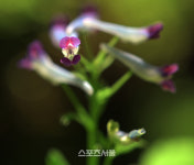[여정B] 춘천 제이드가든의 보석 현호색(玄胡索), 비밀을 간직한 사랑스러운 보물주머니!
