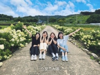 진안군 안천면 신지천 인공습지 산책로에 수국 꽃 만개