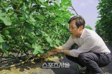 “맛도 영양도 제철인 영암 무화과 드세요”