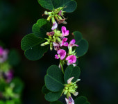 [여정B] ‘메밀꽃 필 무렵’ 이효석 생가의 참싸리꽃, 달콤한 향기와 맛을 사랑하는 그대에게!