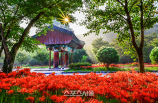 고창 선운산 계곡 사이사이에 꽃무릇 꽃대 ‘활짝’...관광객들에 ‘눈길’