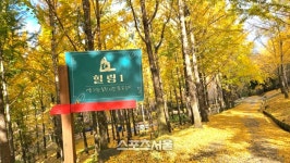 에버랜드 ‘비밀의 은행나무숲’, 베일에 싸였던 황금빛 숲으로 들어가다[르포]