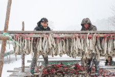 김진태 지사 “겨울 견뎌낸 황태 제 가치 발휘토록 할 것”