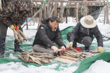 김진태 지사 “겨울 견뎌낸 황태 제 가치 발휘토록 할 것”