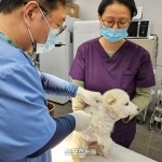 용인시, 4월 한 달 상반기 광견병 예방접종 진행