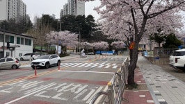 삼척시, 농산물품질관리원 앞 횡단보도 이설 완료