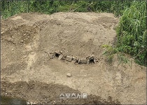 성남시, 탄천과 동막천 합류 지점 ‘수달’ 서식처 조성