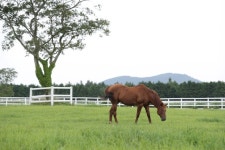 개장 30주년 맞은 한국 말산업 메카…한국마사회 제주목장