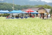 [2025 평창효석문화제]첫 주말 관람객 6만 명, 메밀의 향기 느꼈다
