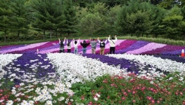 [인제 가을꽃 축제, D-2]머무르며 즐기는 가을정원