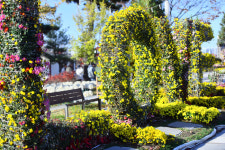 속초시, 청초호 유원지 ‘2025 국화전’ 열려