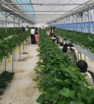 원주 치악산딸기, 달콤한 겨울 출하 시작