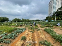 용인시, 시민농장서 텃밭 가꿀 도시농부 815팀 모집