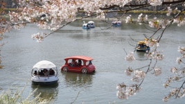 춘천시, 벚꽃길 봄 인파로 북적이는 공지천