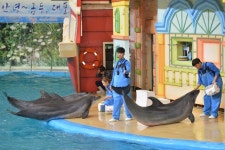돌고래 금등이.대포 고별 무대… “아쉽지만 보내줘야”