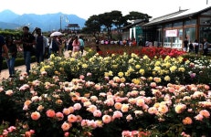 장미 대선 끝나니 장밋빛 장미향에 전국이 들썩