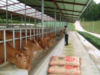 한방생균제 먹고 자란 봉화한약우 ‘최고’