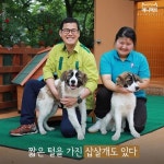 [애니팩트] 짧은 털을 가진 삽살개도 있다