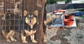 “식용개 ‘뜬장’에 가둬놓고 하루 2,740마리 꼴 도축”