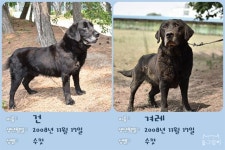 고생 많았던 탐지견들, 새 보금자리 찾아요