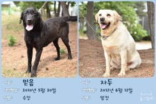 고생 많았던 탐지견들, 새 보금자리 찾아요