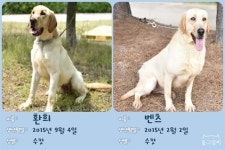 고생 많았던 탐지견들, 새 보금자리 찾아요