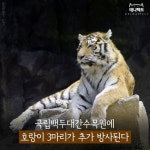 [애니팩트] 국립백두대간수목원에 호랑이 3마리가 방사된다