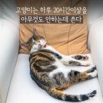 [애니팩트] 고양이는 하루 대부분을 아무것도 안 하는데 쓴다