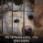 [애니팩트] 대형 식용개농장을 운영하는 국가는 한국이 유일