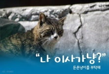 [카드뉴스] “나 이사가냥?” 둔촌냥이를 부탁해
