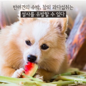 [애니팩트] 반려견의 수박, 참외 과다섭취는 설사를 유발할 수 있다
