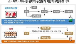 [살충제 계란 파장] 단순 선별해 유통… 불량 계란 걸러 낼 시스템 없었다
