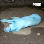 [영상] 파란색 강아지를 본 적 있나요?
