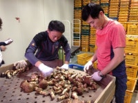 솔향이 솔솔… 영덕서 ‘송이장터’ 열린다