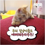 [영상] 열차에 고양이 카페가 생겼다?