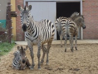 [애니칼럼]수의사가 본 동물 애니메이션의 옥에 티