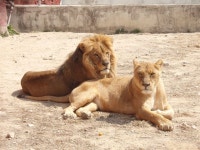 [애니칼럼]수의사가 본 동물 애니메이션의 옥에 티