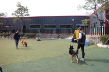 [동물과 사람이야기] 우리 개는 작아서 안 물어요… 천만의 말씀