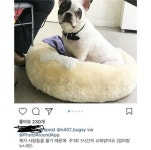 사고 후 개 생일 파티? 최시원 가족 반려견 관리 논란