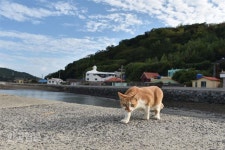 원시림ㆍ꽃천지ㆍ황금 노을…반전매력 쑥섬